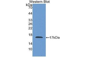 Western Blotting (WB) image for anti-Coagulation Factor VIII (F8) (AA 1854-1988) antibody (ABIN1858767)