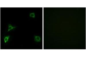 Immunofluorescence analysis of HuvEc cells, using GRID2 Antibody.
