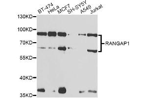 Western blot analysis of extracts of various cell lines, using RANGAP1 antibody (ABIN6290858) at 1:1000 dilution. (RANGAP1 anticorps)