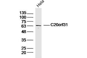 Hela lysates probed with C20orf31 Polyclonal Antibody, Unconjugated  at 1:300 dilution and 4˚C overnight incubation.