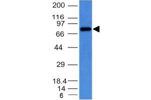 anti-Immunoglobulin Heavy Constant mu (IGHM) antibody