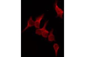 ABIN6276163 staining Hela by IF/ICC. (OR51D1 anticorps  (N-Term))