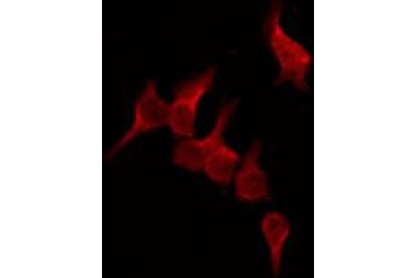 OR51D1 anticorps  (N-Term)