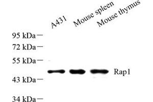 Western blot analysis of Rap1 (ABIN7075857) at dilution of 1: 500 (RAP1 anticorps)