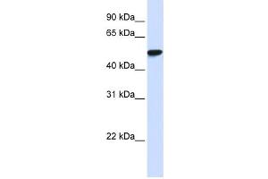 Western Blotting (WB) image for anti-WD Repeat Domain 4 (WDR4) antibody (ABIN2458574) (WDR4 anticorps)