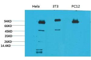 Western Blot (WB) analysis of 1) HeLa, 2)3T3, 3) PC12 with STAT3 Mouse Monoclonal Antibody diluted at 1:2000. (STAT3 anticorps)