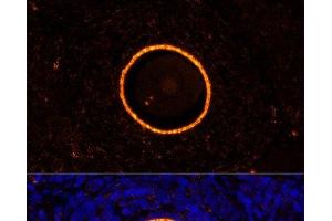Immunofluorescence analysis of Rat oophoroma cells using ZP2 Polyclonal Antibody at dilution of 1:100.