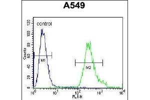 ANKRD58 Antibody (C-term) (ABIN655785 and ABIN2845218) flow cytometric analysis of A549 cells (right histogram) compared to a negative control cell (left histogram). (ANKRD58 anticorps  (C-Term))