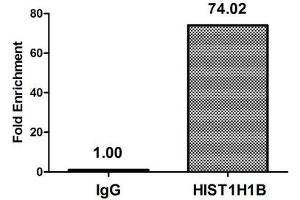 Chromatin Immunoprecipitation Hela (4*10 6 , treated with 30 mM sodium butyrate for 4h) were treated with Micrococcal Nuclease, sonicated, and immunoprecipitated with 8 μg anti-HIST1H1B (ABIN7139164) or a control normal rabbit IgG. (Histone H1.5 anticorps  (acLys16))