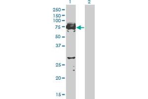 Western Blot analysis of C9orf96 expression in transfected 293T cell line by C9orf96 monoclonal antibody (M03), clone 2B5. (C9orf96 anticorps  (AA 1-99))