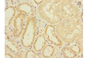 Immunohistochemistry of paraffin-embedded human kidney tissue using ABIN7152192 at dilution of 1:100 (EIF4E2 anticorps  (AA 1-240))