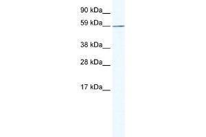 WB Suggested Anti-KHDRBS1 Antibody Titration:  1. (KHDRBS1 anticorps  (N-Term))