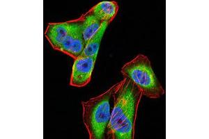 Immunofluorescence analysis of Hela cells using CFHR5 mouse mAb (green).
