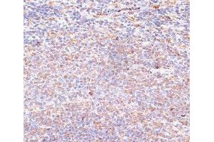 Immunohistochemistry of paraffin-embedded Rat spleen using NFE2L1 Polyclonal Antibody at dilution of 1:100 (40x lens). (NFE2L1 anticorps)