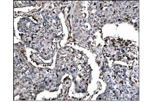 IHC analysis of Fos B/FOSB using anti-Fos B/FOSB antibody (ABIN7599279). (FOSB anticorps  (AA 1-332))