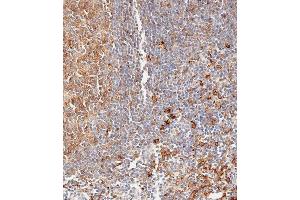 Immunohistochemical analysis of paraffin-embedded human lymph node tissue using (ABIN657755 and ABIN2846737) performed on the Leica® BOND RXm.