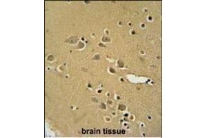 Y2B antibody (N-term) (ABIN654651 and ABIN2844347) immunohistochemistry analysis in formalin fixed and paraffin embedded human brain tissue followed by peroxidase conjugation of the secondary antibody and DAB staining. (AMY2B anticorps  (N-Term))