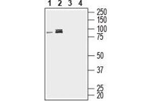 Western blot analysis of human Jurkat T-cell leukemia cell line (lanes 1 and 3) and human THP-1 monocytic leukemia cell line (lanes 2 and 4) lysates: - 1,2.