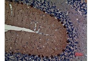 Immunohistochemical analysis of paraffin-embedded rat-brain, antibody was diluted at 1:100.