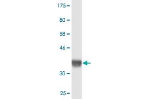 Western Blot detection against Immunogen (36.