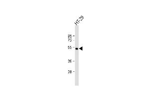 Anti-LIPC Antibody (Center) at 1:500 dilution + HT-29 whole cell lysate Lysates/proteins at 20 μg per lane. (LIPC anticorps  (AA 310-338))