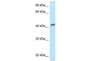 Western Blot showing EIF3F antibody used at a concentration of 1 ug/ml against Hela Cell Lysate (EIF3F anticorps  (N-Term))