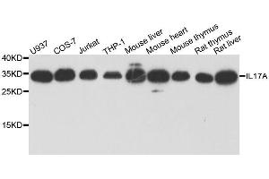 Western blot analysis of extracts of various cell lines, using IL17A antibody. (Interleukin 17a anticorps  (AA 24-155))