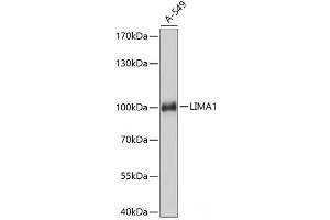 Western blot analysis of extracts of A-549 cells using LIMA1 Polyclonal Antibody at dilution of 1:3000. (LIMA1 anticorps)
