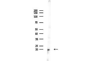 anti-ADP-Ribosylation Factor 3 (ARF3) (C-Term) antibody