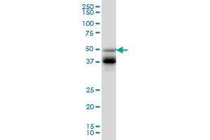 FOXA2 monoclonal antibody (M09), clone 4C5 Western Blot analysis of FOXA2 expression in HepG2 . (FOXA2 anticorps  (AA 363-457))