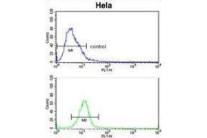 Flow Cytometry (FACS) image for anti-EPH Receptor B3 (EPHB3) antibody (ABIN3003350)