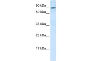Western Blotting (WB) image for anti-Transcription Factor 4 (TCF4) antibody (ABIN2463810) (TCF4 anticorps)