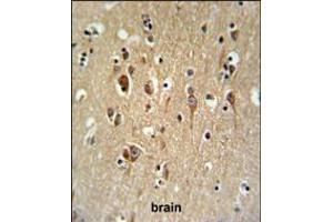 FA2H Antibody IHC analysis in formalin fixed and paraffin embedded brain tissue followed by peroxidase conjugation of the secondary antibody and DAB staining. (FA2H anticorps  (AA 121-148))