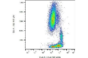 Flow cytometry analysis (surface staining) of human peripheral blood with anti-human CD29 (MEM-101A) APC. (ITGB1 anticorps  (APC))