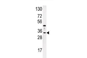 Western blot analysis of anti-IGFBP3 Antibody (N-term) (ABIN391974 and ABIN2841768) in HepG2 cell line lysates (35 μg/lane).