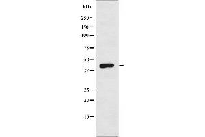 Western blot analysis of extracts from 293 cells, using EKI2 antibody. (Ethanolamine Kinase 2 anticorps  (Internal Region))