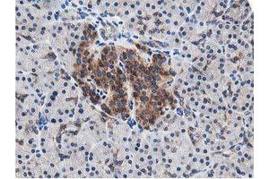 Image no. 4 for anti-Leucine Carboxyl Methyltransferase 1 (LCMT1) antibody (ABIN1499107) (LCMT1 anticorps)