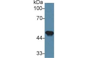Detection of GRN in Mouse Heart lysate using Polyclonal Antibody to Granulin (GRN) (Granulin anticorps  (AA 31-269))