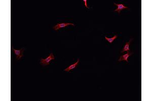 ABIN6278598 staining HepG2? (NOX1 anticorps  (C-Term))