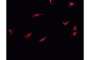 ABIN6278598 staining HepG2? (NOX1 anticorps  (C-Term))