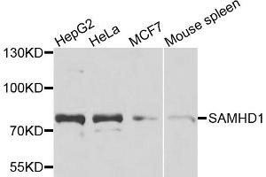 Western blot analysis of extracts of various cell lines, using SAMHD1 antibody. (SAMHD1 anticorps)