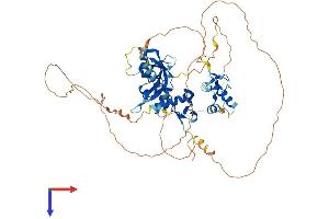 AlphaFold protein structure predicition of Human Recombinant IRF2BP1 Protein, UniprotID Q8IU81