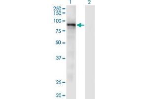 Western Blot analysis of RASA3 expression in transfected 293T cell line by RASA3 monoclonal antibody (M01), clone 1F11. (RASA3 anticorps  (AA 725-834))