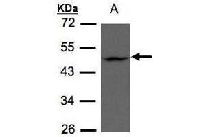 WB Image Sample(30 μg of whole cell lysate) A:HeLa S3 , 10% SDS PAGE antibody diluted at 1:500 (ZDHHC13 anticorps  (C-Term))