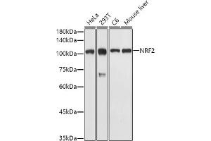 Western blot analysis of extracts of various cell lines, using NRF2 antibody (ABIN3021831, ABIN3021832, ABIN3021833, ABIN1513258 and ABIN6216065) at 1:1000 dilution.