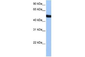 SPATA6 antibody used at 1 ug/ml to detect target protein. (SPATA6 anticorps  (Middle Region))