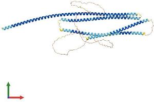 AlphaFold protein structure predicition of Mouse Recombinant Spdl1 Protein, UniprotID Q923A2