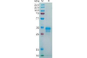 Human F Protein, His Tag on SDS-PAGE under reducing condition.