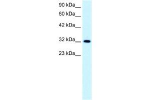 WB Suggested Anti-E2F5 Antibody Titration:  0.