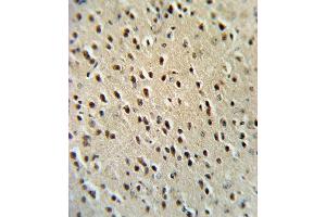 HPRT1 Antibody (C-term) (ABIN390692 and ABIN2840982) IHC analysis in formalin fixed and paraffin embedded mouse brain tissue followed by peroxidase conjugation of the secondary antibody and DAB staining.